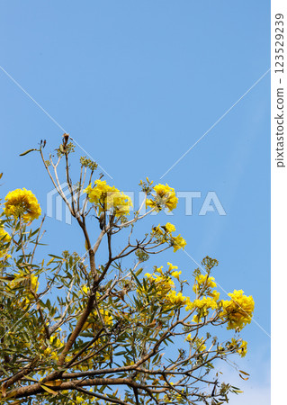 Golden Trumpet tree or Tabebuia chrysotricha blooming against blue sky. Golden Trumpet tree or Tabebuia chrysotricha blooming against blue sky. 123529239