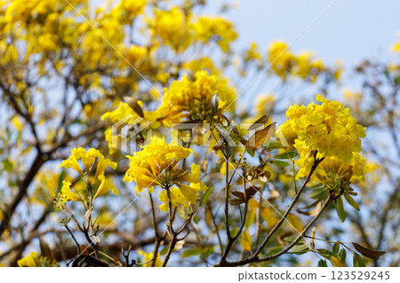 Golden Trumpet tree or Tabebuia chrysotricha blooming in natural park. Golden Trumpet tree or Tabebuia chrysotricha blooming in natural park. 123529245