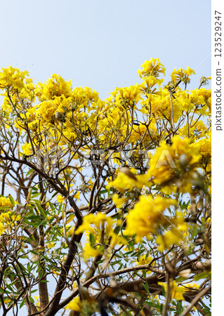 Golden Trumpet tree or Tabebuia chrysotricha blooming in natural park. 123529247