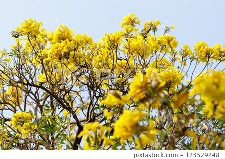 Golden Trumpet tree or Tabebuia chrysotricha blooming in natural park. 123529248