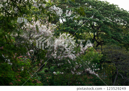Pink shower or wishing tree cheerful blooming in natural park. Cassia bakeriana. Pink shower or wishing tree cheerful blooming in natural park. Cassia bakeriana. 123529249