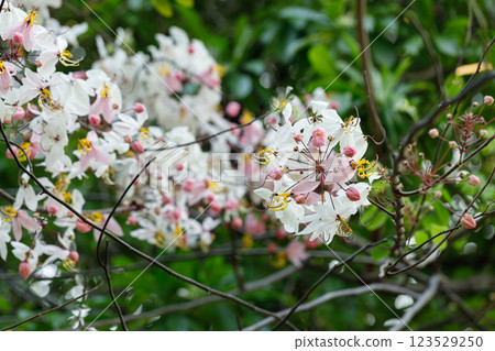 Pink shower or wishing tree cheerful blooming in natural park. Cassia bakeriana. 123529250