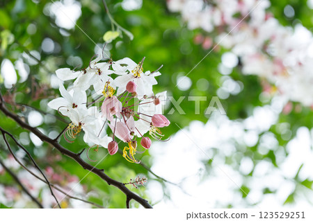 Pink shower or wishing tree cheerful blooming in natural park. Cassia bakeriana. Pink shower or wishing tree cheerful blooming in natural park. Cassia bakeriana. 123529251