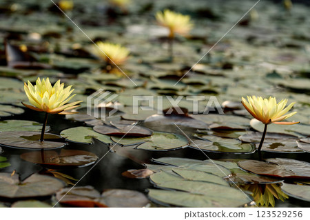 Yellow lotus flower cheerful blooming in natural park. Sacred lotus, Indian lotus, Nelumbo nucifera. Yellow lotus flower cheerful blooming in natural park. Sacred lotus, Indian lotus, Nelumbo nucifera. 123529256