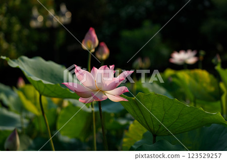 Pink and white lotus flower cheerful blooming in natural park. Sacred lotus, Indian lotus, Nelumbo nucifera. Pink and white lotus flower cheerful blooming in natural park. Sacred lotus, Indian lotus, Nelumbo nucifera. 123529257