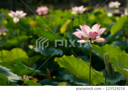 Pink and white lotus flower cheerful blooming in natural park. Sacred lotus, Indian lotus, Nelumbo nucifera. Pink and white lotus flower cheerful blooming in natural park. Sacred lotus, Indian lotus, Nelumbo nucifera. 123529258