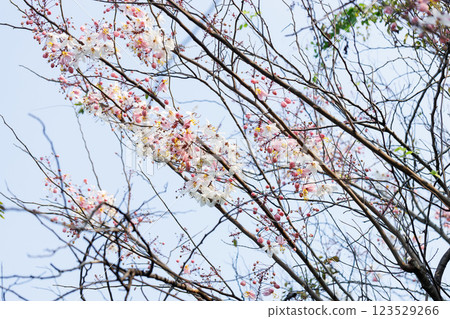 Pink shower or wishing tree cheerful blooming in natural park. Cassia bakeriana. Pink shower or wishing tree cheerful blooming in natural park. Cassia bakeriana. 123529266