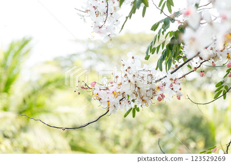 Pink shower or wishing tree cheerful blooming in natural park. Cassia bakeriana. 123529269
