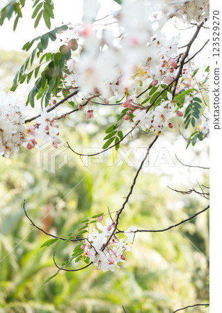 Pink shower or wishing tree cheerful blooming in natural park. Cassia bakeriana. 123529270