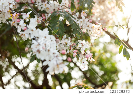 Pink shower or wishing tree cheerful blooming in natural park. Cassia bakeriana. 123529273