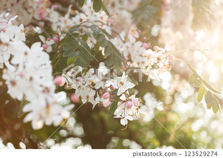 Pink shower or wishing tree cheerful blooming in natural park. Cassia bakeriana. Pink shower or wishing tree cheerful blooming in natural park. Cassia bakeriana. 123529274