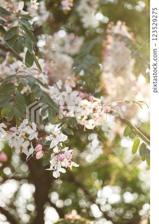 Pink shower or wishing tree cheerful blooming in natural park. Cassia bakeriana. Pink shower or wishing tree cheerful blooming in natural park. Cassia bakeriana. 123529275