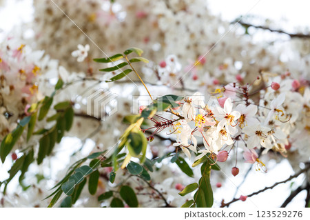 Pink shower or wishing tree cheerful blooming in natural park. Cassia bakeriana. 123529276