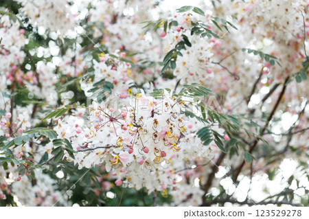 Pink shower or wishing tree cheerful blooming in natural park. Cassia bakeriana. 123529278