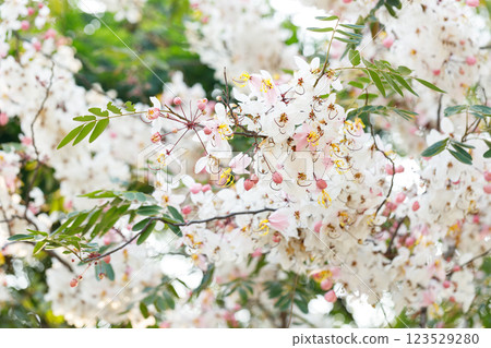 Pink shower or wishing tree cheerful blooming in natural park. Cassia bakeriana. Pink shower or wishing tree cheerful blooming in natural park. Cassia bakeriana. 123529280