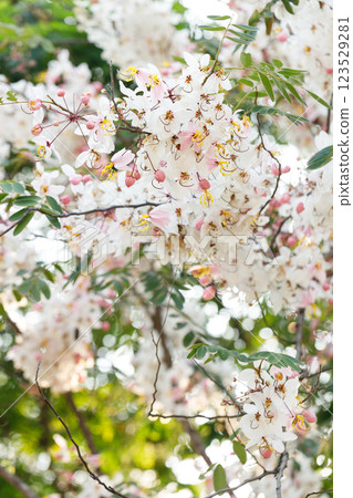 Pink shower or wishing tree cheerful blooming in natural park. Cassia bakeriana. Pink shower or wishing tree cheerful blooming in natural park. Cassia bakeriana. 123529281