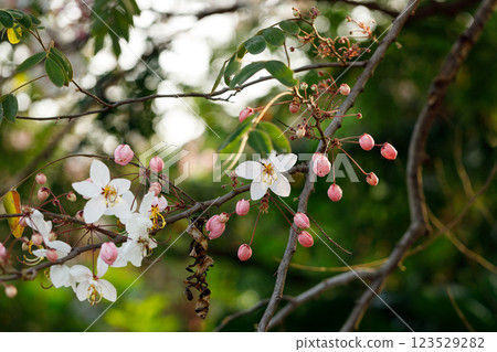 Pink shower or wishing tree cheerful blooming in natural park. Cassia bakeriana. 123529282