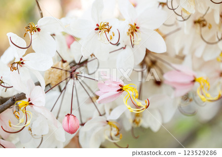 Pink shower or wishing tree cheerful blooming in natural park. Cassia bakeriana. Pink shower or wishing tree cheerful blooming in natural park. Cassia bakeriana. 123529286
