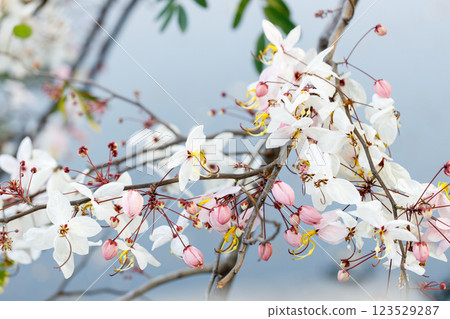 Pink shower or wishing tree cheerful blooming in natural park. Cassia bakeriana. Pink shower or wishing tree cheerful blooming in natural park. Cassia bakeriana. 123529287