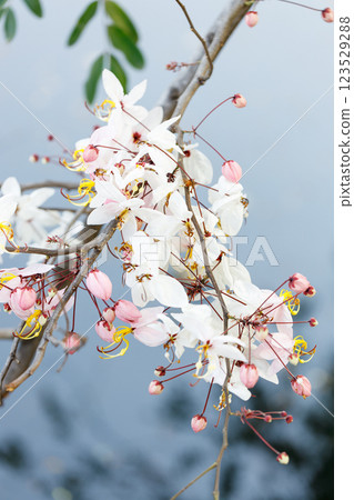 Pink shower or wishing tree cheerful blooming in natural park. Cassia bakeriana. 123529288