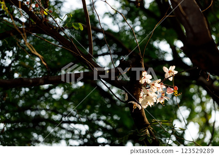 Pink shower or wishing tree cheerful blooming in natural park. Cassia bakeriana. 123529289