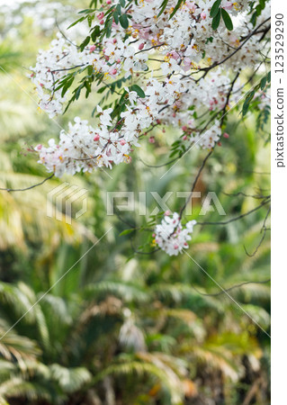 Pink shower or wishing tree cheerful blooming in natural park. Cassia bakeriana. Pink shower or wishing tree cheerful blooming in natural park. Cassia bakeriana. 123529290