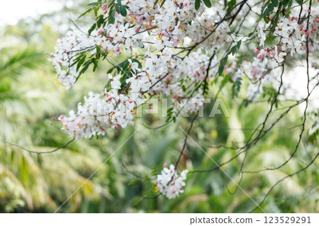 Pink shower or wishing tree cheerful blooming in natural park. Cassia bakeriana. Pink shower or wishing tree cheerful blooming in natural park. Cassia bakeriana. 123529291
