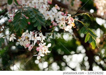 Pink shower or wishing tree cheerful blooming in natural park. Cassia bakeriana. 123529292