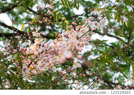 Pink shower or wishing tree cheerful blooming in natural park. Cassia bakeriana. 123529301