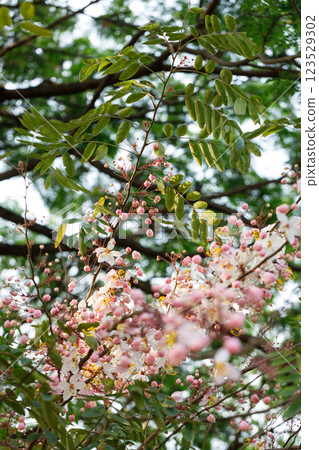 Pink shower or wishing tree cheerful blooming in natural park. Cassia bakeriana. Pink shower or wishing tree cheerful blooming in natural park. Cassia bakeriana. 123529302