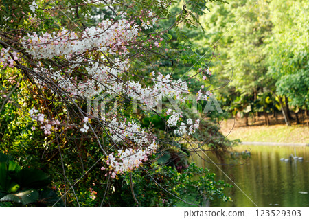 Pink shower or wishing tree cheerful blooming in natural park. Cassia bakeriana. 123529303
