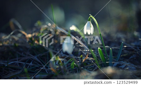 Spring background. Beautiful first spring flowers for the beginning of spring time and season. Concept for nature and environment 123529499