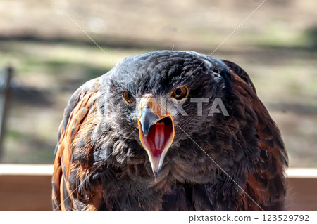 The fearless face of the Harris' Hawk, also known as the Harris' Hawk in English The fearless face of the Harris' Hawk, also known as the Harris' Hawk in English 123529792