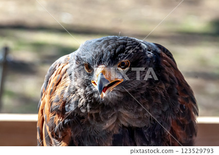 The fearless face of the Harris' Hawk, also known as the Harris' Hawk in English The fearless face of the Harris' Hawk, also known as the Harris' Hawk in English 123529793