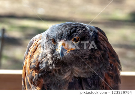 哈里斯鷹的無畏面孔，在英語中也稱為哈里斯鷹 123529794