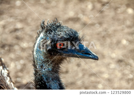 Cassowary emu's face [a slightly threatening face] 123529800