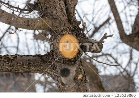 Cut edge of a pruned plum tree Cut edge of a pruned plum tree 123529860