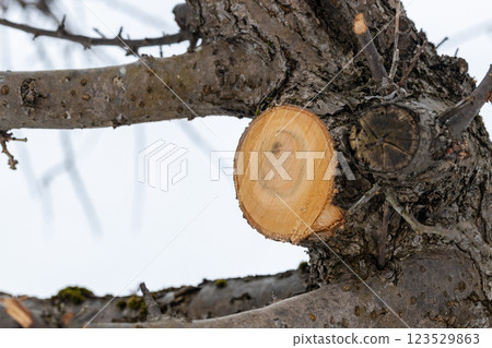 修剪過的李子樹的切邊 123529863