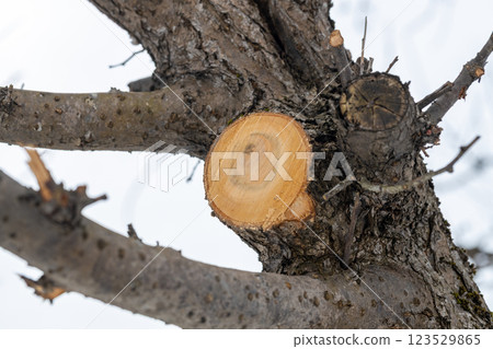 Cut edge of a pruned plum tree 123529865
