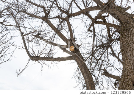 修剪過的李子樹的切邊 123529866