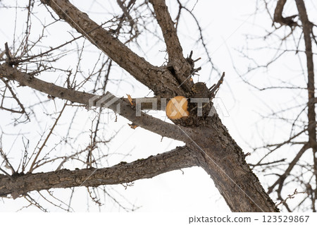 修剪過的李子樹的切邊 123529867