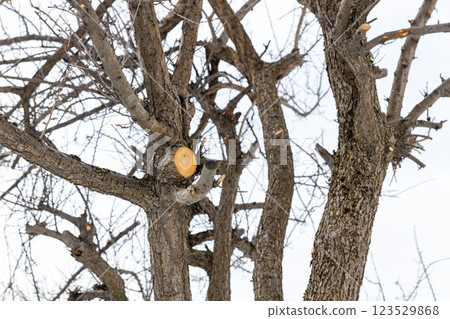 修剪過的李子樹的切邊 123529868