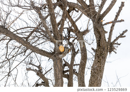 Cut edge of a pruned plum tree 123529869