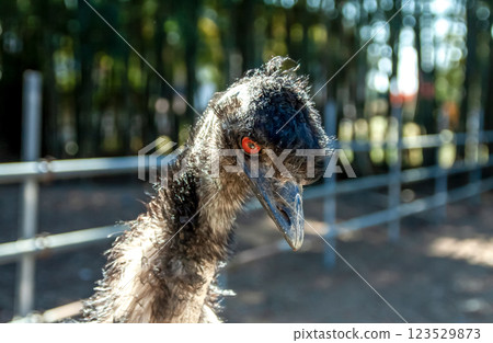 Cassowary emu's face [a slightly threatening face] 123529873