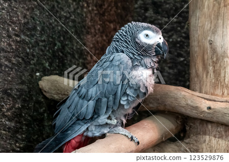 Appearance image of the graceful African Grey Parrot [Family: Parrot] 123529876