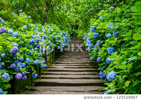 Kamakura City Meigetsu-in temple gate hydrangea 123529907