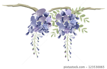 紫藤花的水彩插圖 123530065