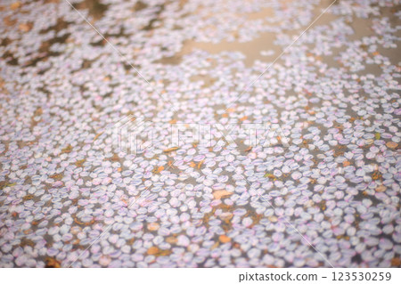 櫻花漂浮在水中 櫻花漂浮在水中 123530259