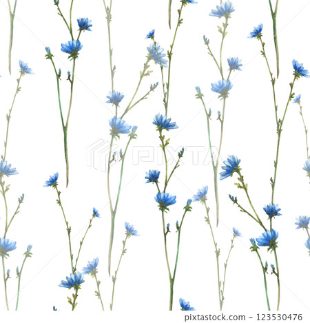 Blue wildflower, Chicory field plant with flowers and buds Cornflower Watercolor hand painted illustration. Botanical realistic clipart for greeting card, summer floral print Isolated from background 123530476
