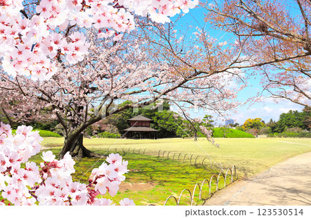 Blooming sakura trees in Koishikawa Korakuen garden, Okayama, Japan. Japanese hanami festival. Cherry blossoming season in Japan. Beautiful nature spring scene with a branch of blooming sakura Blooming sakura trees in Koishikawa Korakuen garden, Okayama, Japan. Japanese hanami festival. Cherry blossoming season in Japan. Beautiful nature spring scene with a branch of blooming sakura 123530514